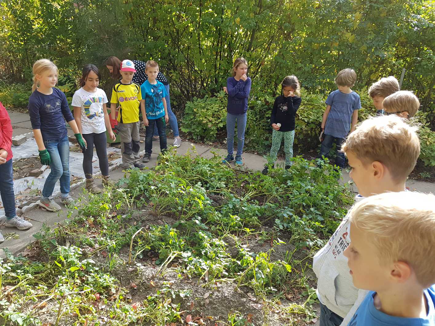 12.10.2018 Kartoffelernte115658 Kopie