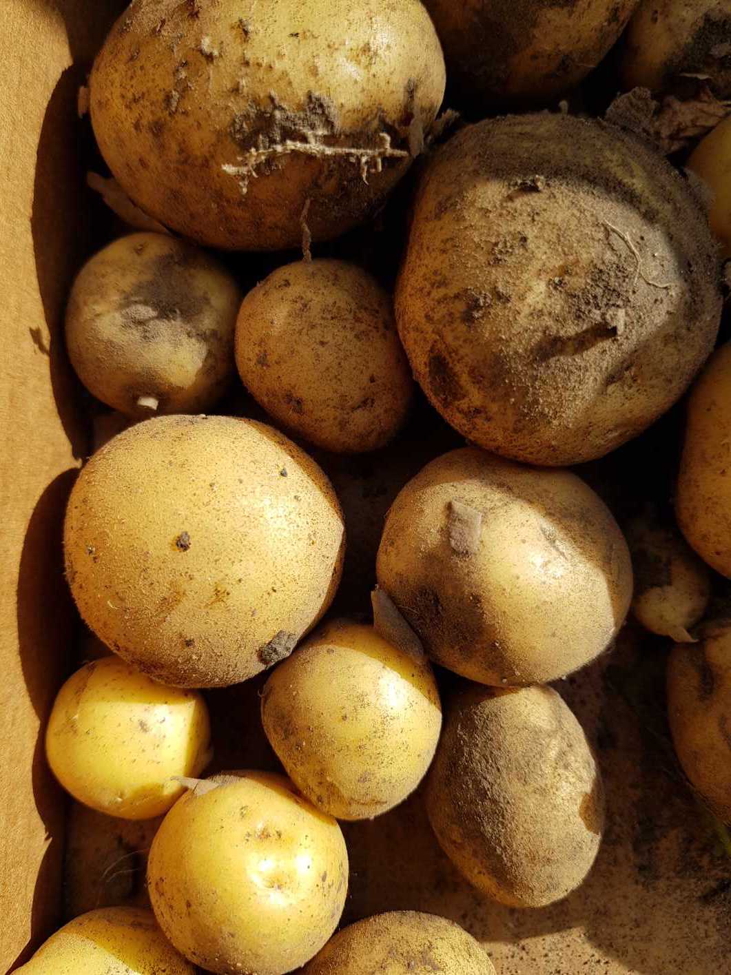 12.10.2018 Kartoffelernte121029 Kopie