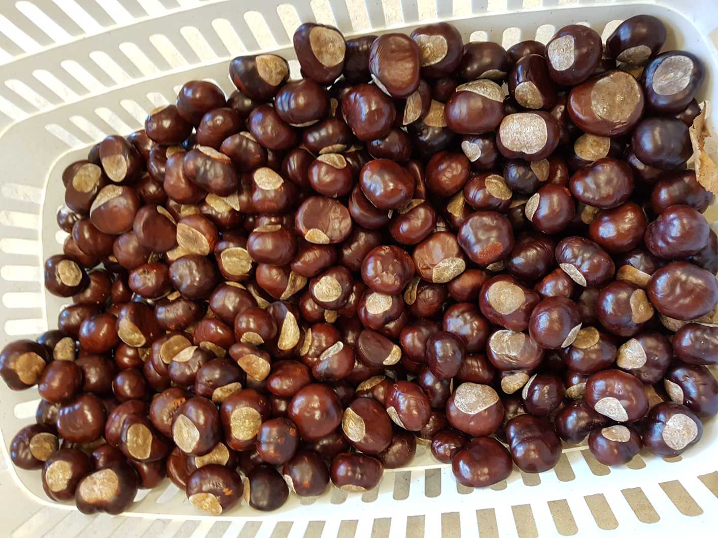 24.09.2018 Kastanienbasteleien120420 Kopie