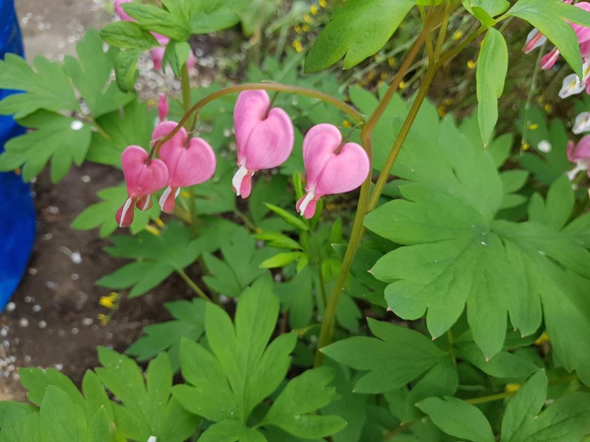 20180425 152041 Kopie