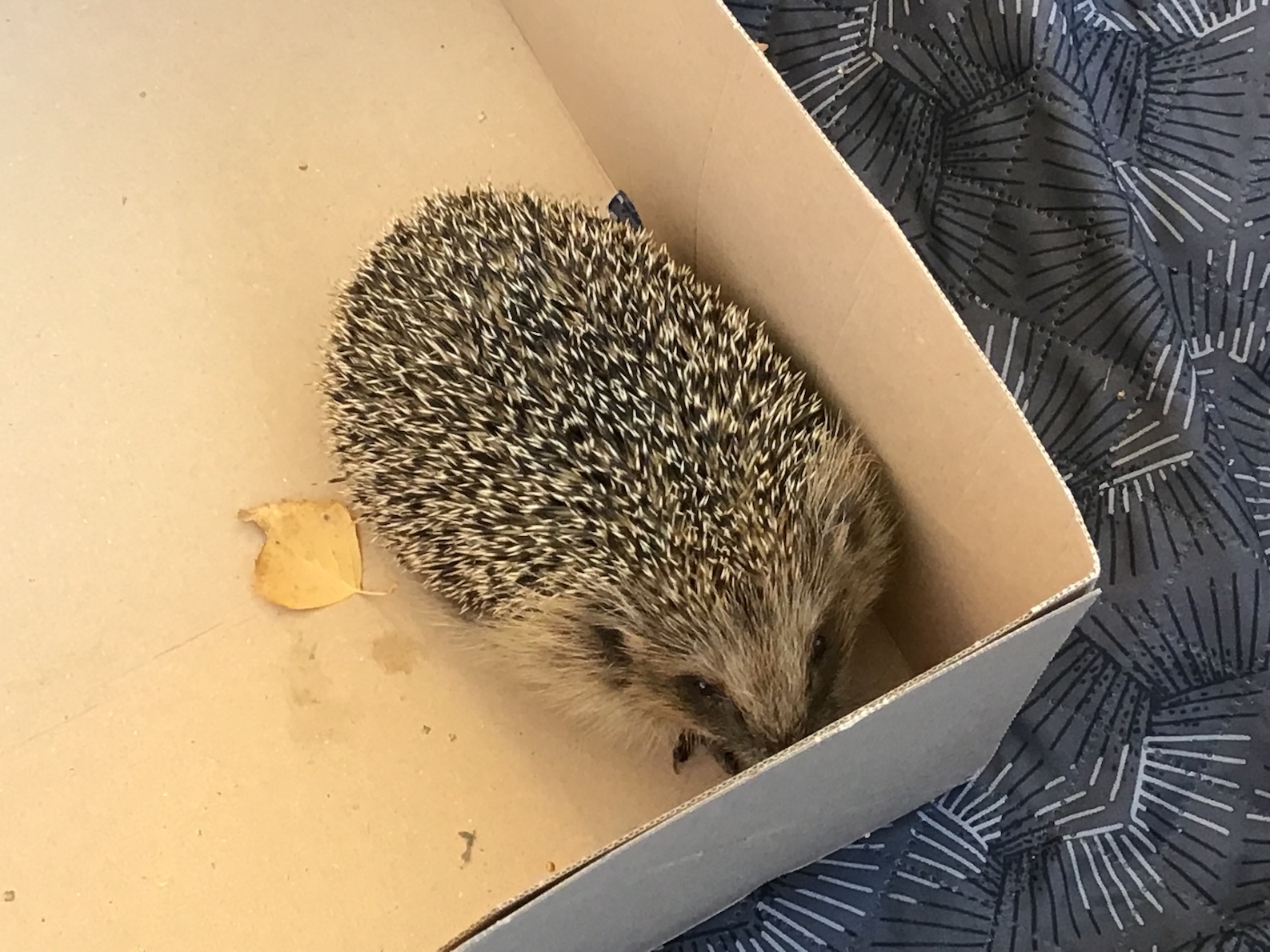 FB9AEEE0 5273 402B B82C DBF92619AF0E