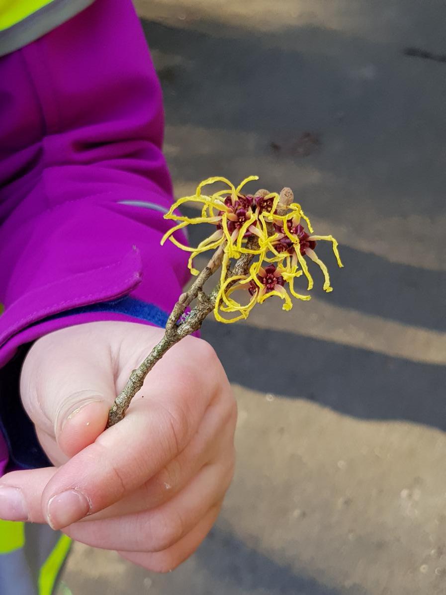 08.03.2018 Grüne Schule Frühblüher093134 Kopie