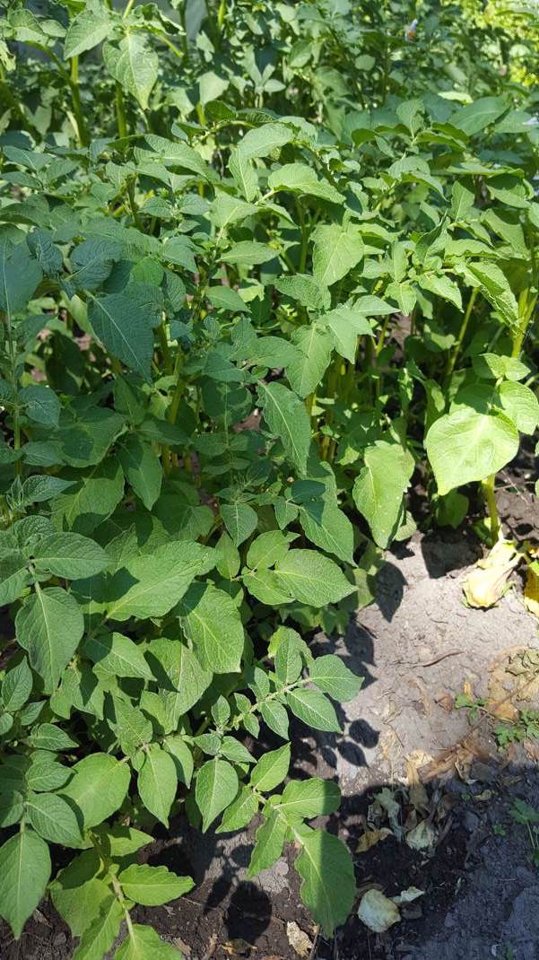 20170619 151510 Kopie