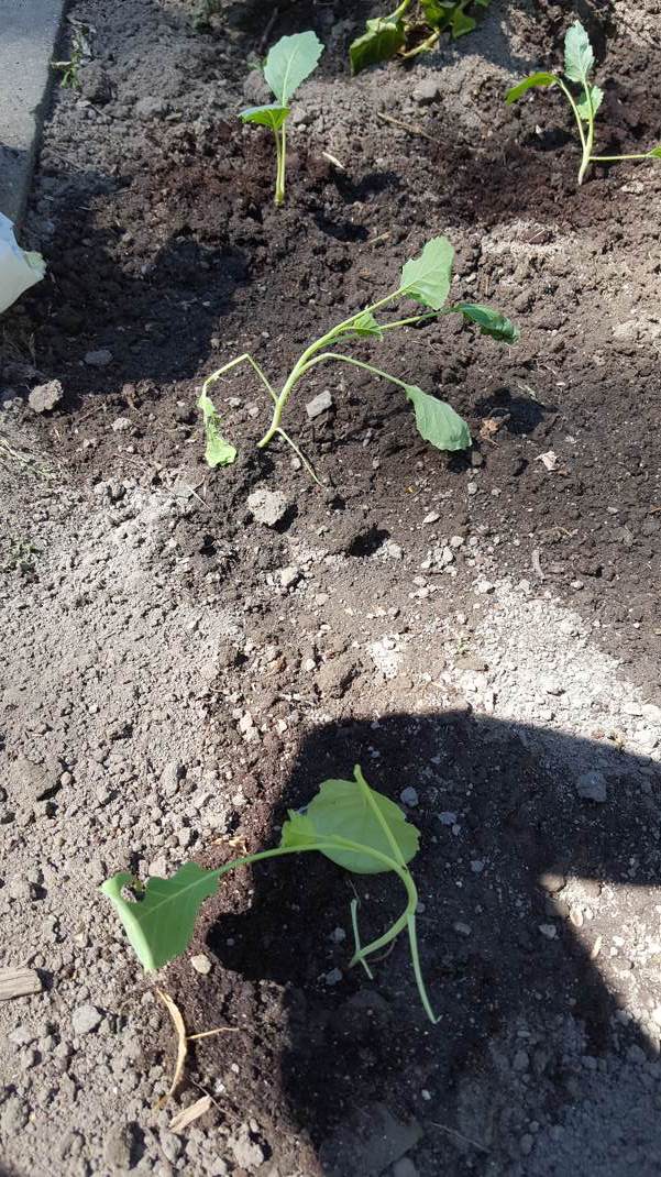 20170619 151523 Kopie