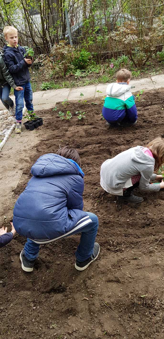 02.04.2019 Schulgarten Erdbeerpflanzen150346