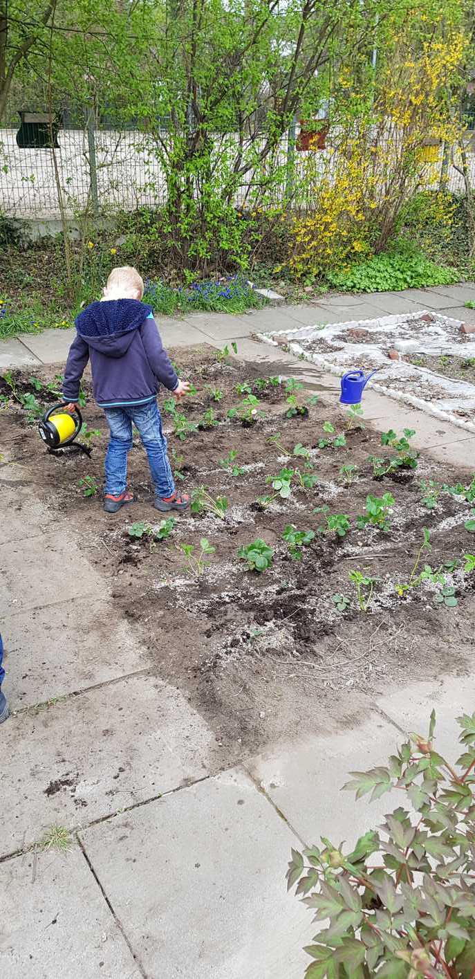 02.04.2019 Schulgarten Erdbeerpflanzen151943